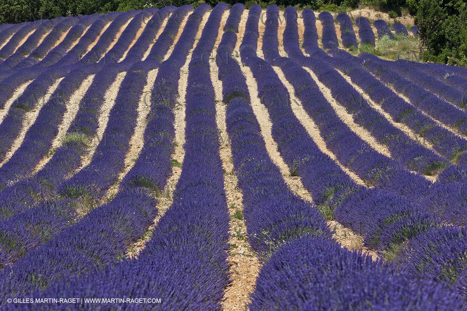 27 06 2011 - Entrevennes (FRA, 04) - Lavander fields