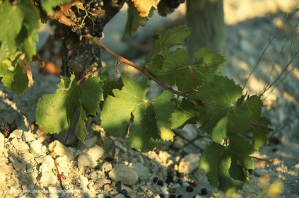 Provence, Harvest time