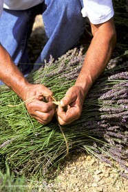 Lavander fields