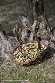 28 10 2007 - Saint Rémy de Provence (FRA, 13)- Olives harvest at  Vallon Raget