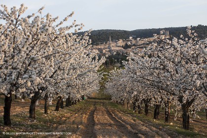 March 30th 2012 - Saint Saturnin les Apt (FRA, 84) - blooming cherry trees