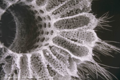 France, Provence, Marseille, Station Marine d'Endoume, centre de recherche Océacnographique