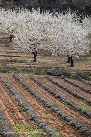 March 30th 2012 - Saint Saturnin les Apt (FRA, 84) - blooming cherry trees