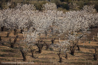March 30th 2012 - Saint Saturnin les Apt (FRA, 84) - blooming cherry trees