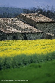 Alpilles (FRA,13), Champs de colza