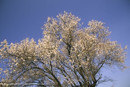 France, Provence, Arbres fruitiers en fleur   Spring bloom