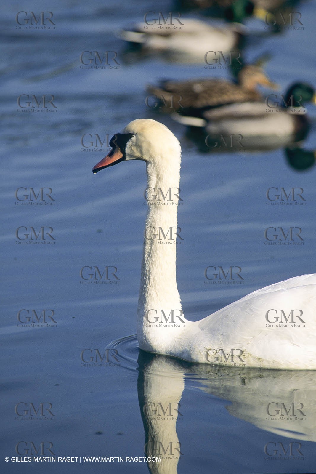 France, Provence, Camargue, Birds