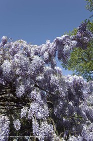 11 04 2008 - Saint Rémy de Provence (FRA, 13) - Glycines en fleur