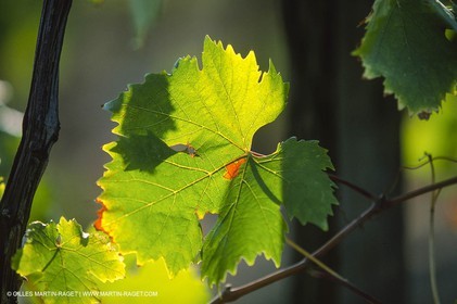 Provence, Le temps des vendanges