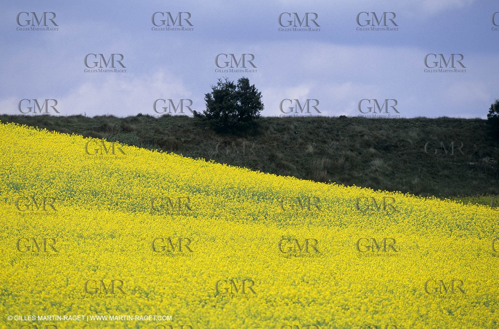 Alpilles (FRA,13), Rape fields