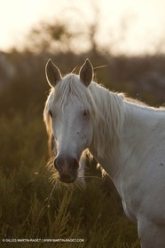 11 07 2010 - Les Saintes Maries de la Mer (FRA,13) - Evocation du Marquis de Baroncelli
