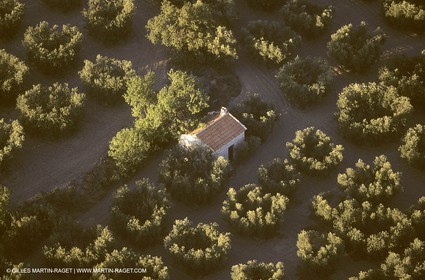France, Provence, Oliviers, oliveraies, olive trees
