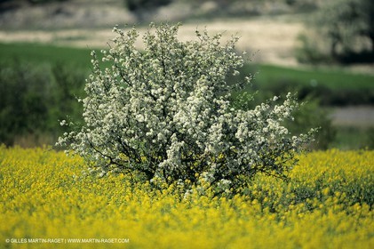 Alpilles (FRA,13), Champs de colza