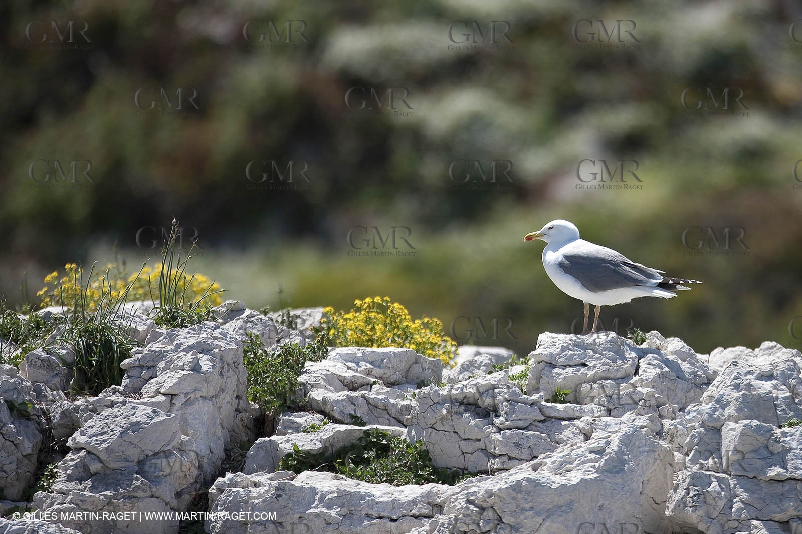 07 05 2009 - Marseille (FRA, 13) - Les Calanques - Riou
