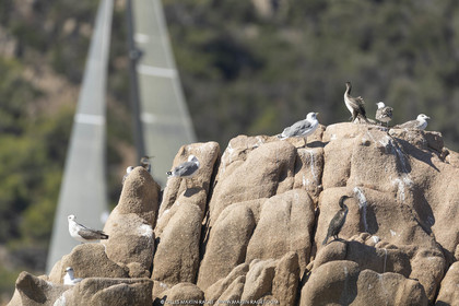 26 09 2022, Saint-Tropez (FRA,83), Voiles de Saint-Tropez 2022, Premier jour de course pour les IRC - ENtraînements pour les classiques