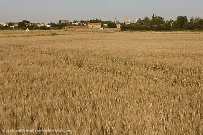 27 03 08-Arles- (FRA,13) - Paysages de Van Gogh