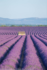 carmejuin3_6779.jpg