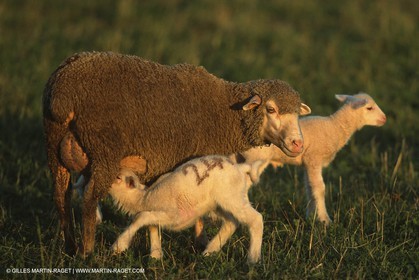 Saint Rémy de Provence (FRA,13) - Sheep stocks migration Fest