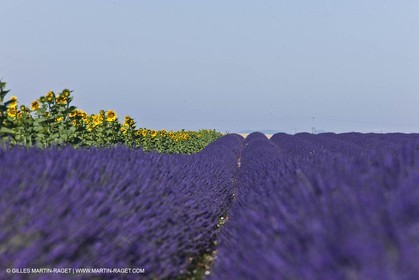 27 06 2011 - Valensole (FRA, 04) - Champs de lavande