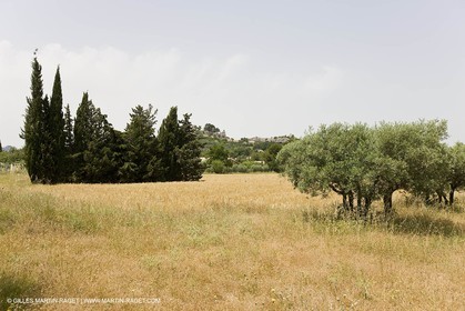 24 Juin 2008 - Saint Rémy de Provence (FRA-13) - Paysage des Alpilles