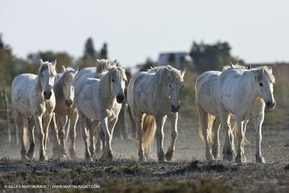 18 04 2011 - Les Saintes Maries de la Mer - Camargue white horses