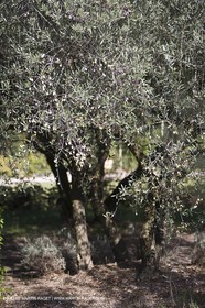 France, Provence, Oliviers, oliveraies, olive trees