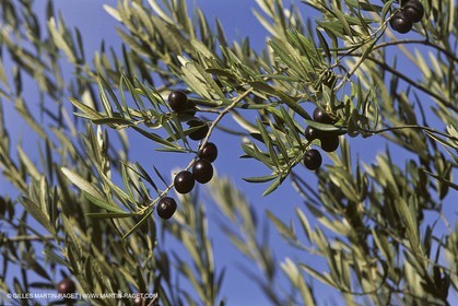 France, Provence, Oliviers, oliveraies, olive trees