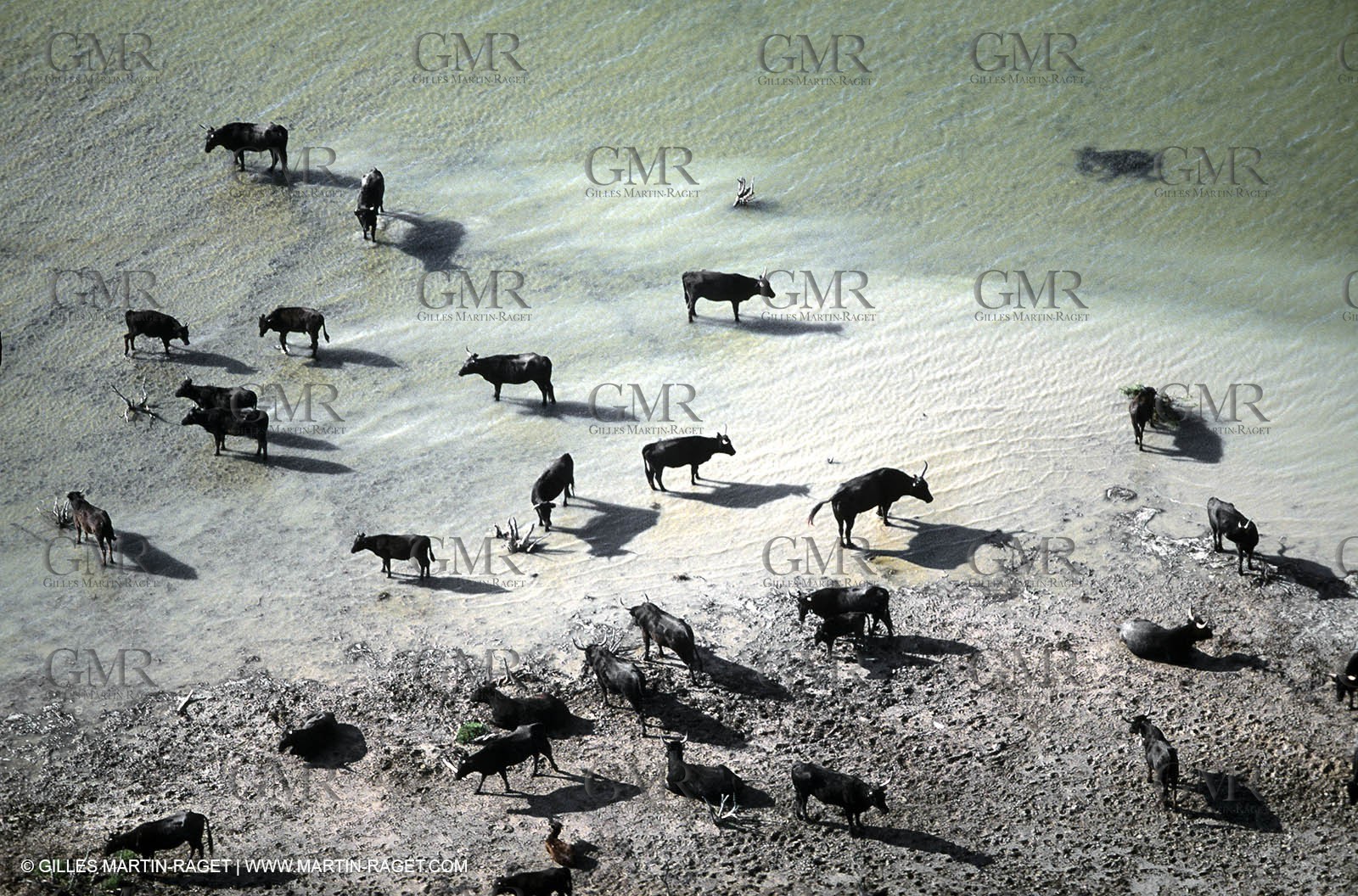 Bulls - Camargue