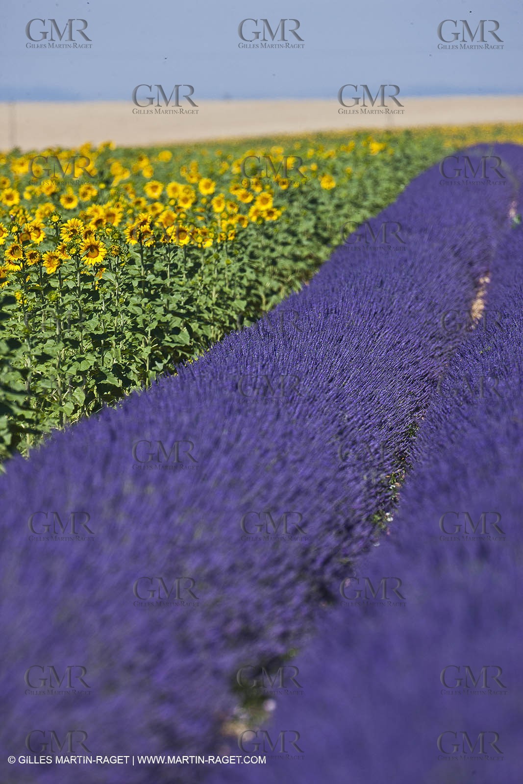 27 06 2011 - Valensole (FRA, 04) - Lavander fields