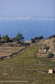 17 10 2011 - Vermeille Coast (FRA, 66) - Corbières Vineyards