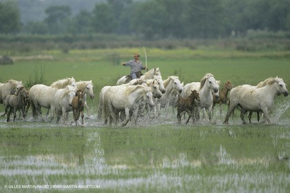 France, Provence, Camargue, chevaux   Horses