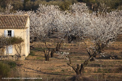 30 mars 2012 - Saint Saturnin les Apt (FRA, 84) - Cerisiers en fleurs