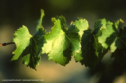 Provence, Le temps des vendanges