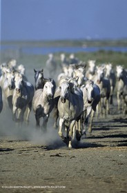 Camargue horses