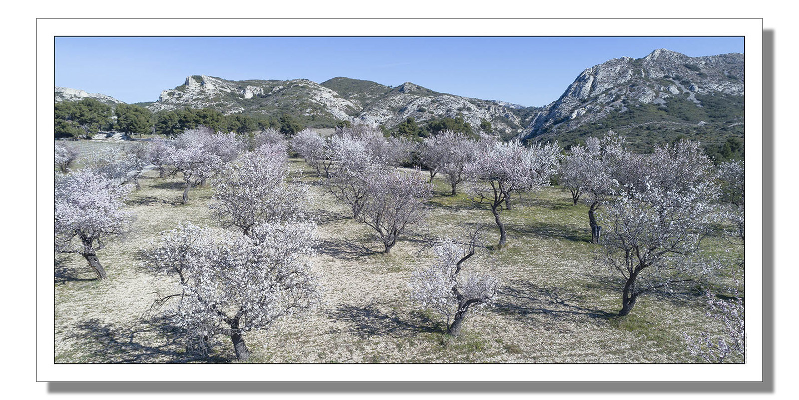 Almender trees in Les Alpilles