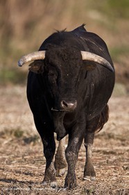 09 04 2011 - Arles (FRA,13) - Bulls fighting in Camargue