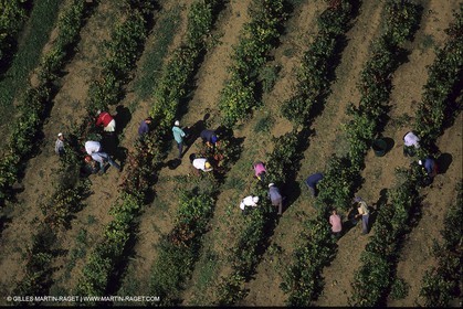Wine - vineyards - Harvest