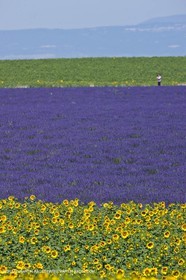 27 06 2011 - Valensole (FRA, 04) - Lavander fields