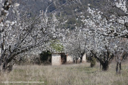 30 mars 2012 - Saint Saturnin les Apt (FRA, 84) - Cerisiers en fleurs