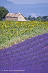 27 06 2011 - Valensole (FRA, 04) - Lavander fields