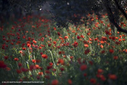 04 05 2008 - Saint Rémy de Provence (FRA, 13) - Alpilles hills landscapes