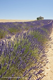 27 06 2011 - Entrevennes (FRA, 04) - Lavander fields