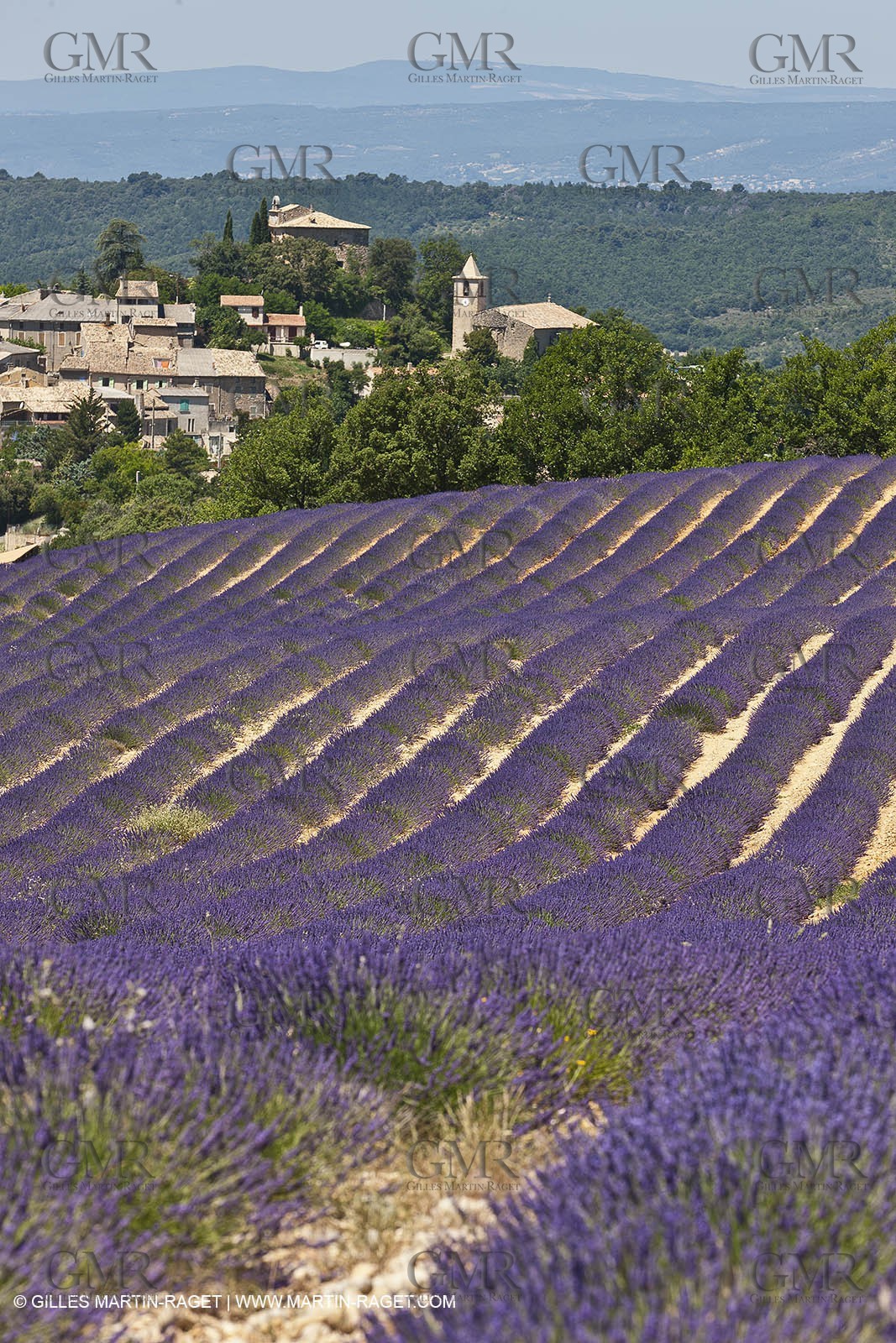 27 06 2011 - Entrevennes (FRA, 04) - Lavander fields