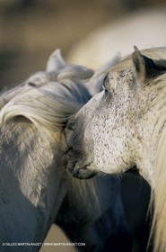 2000-2010- Arles - Les Saintes Maries de la mer (FRA,13) - Chevaux race Camargue
