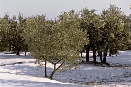 France, Provence, Oliviers, oliveraies, olive trees