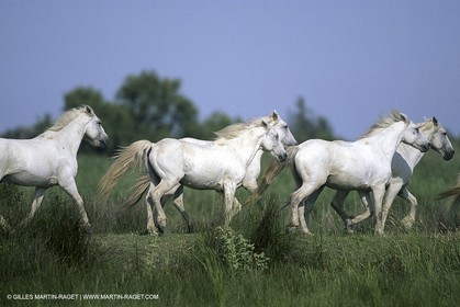 Camargue (FRA,13)