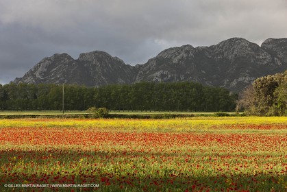 29 04 2012 ( Saint Rémy de Provence (FRA, 13) - Chaîne des Alpilles vers Romanin