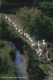 France, Provence, Camargue, chevaux   Horses