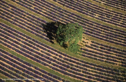Juin 2005, Valensole (FRA,04) - Champs de lavandes