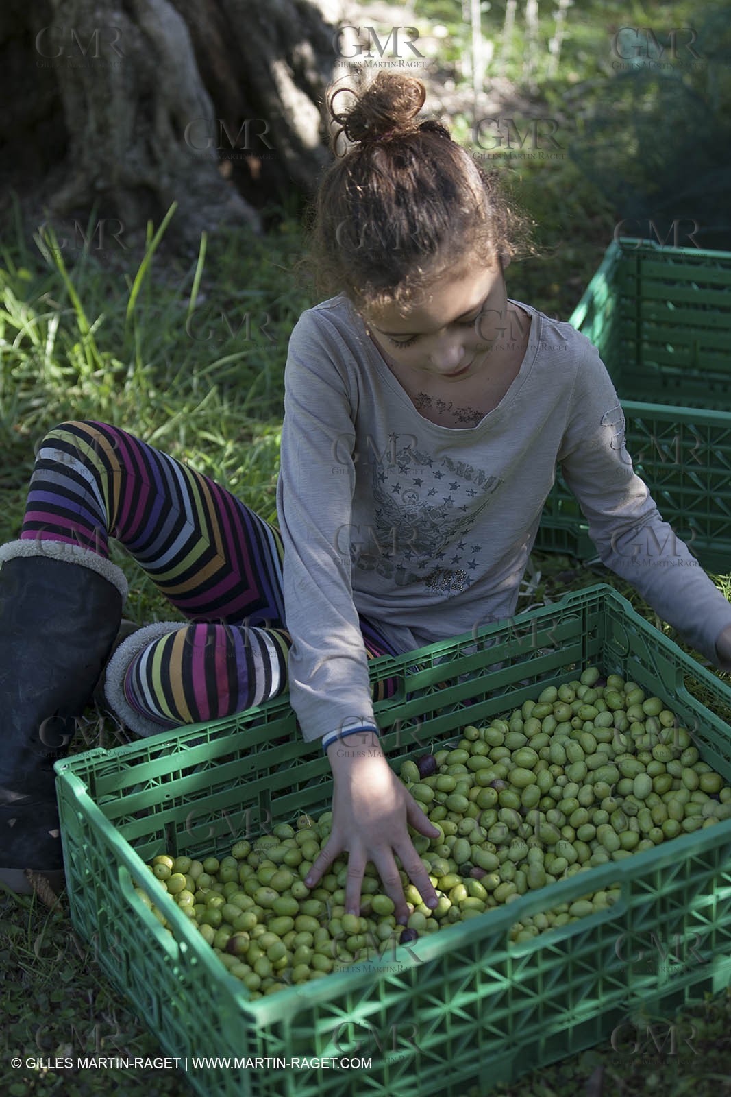 7 11 2012 - Saint Etienne du Grès (FRA,13, Alpilles) Olive harvest at Vallon Raget